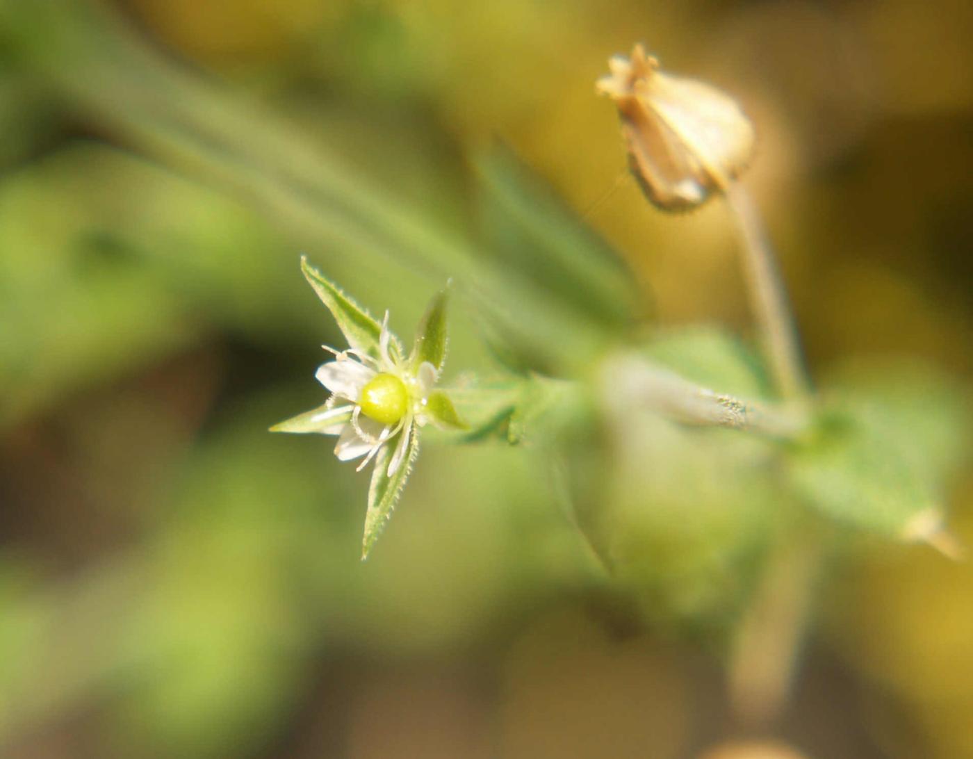 Sandwort, Slender flower